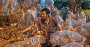 hàng nghìn chậu đào từ miền Bắc