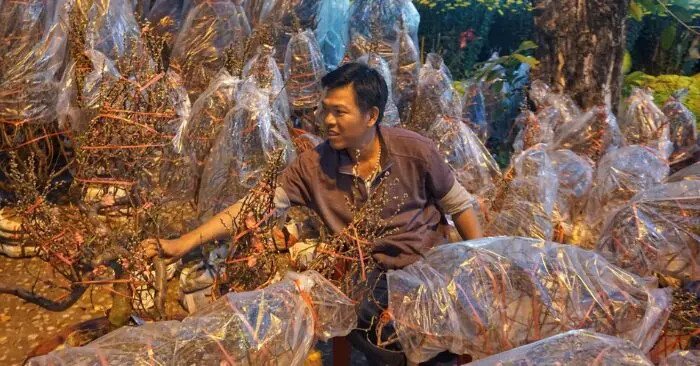 hàng nghìn chậu đào từ miền Bắc