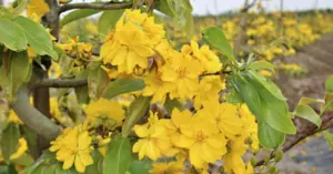 Giống mai giảo Tân Châu