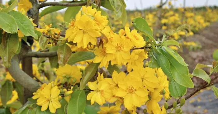Giống mai giảo Tân Châu