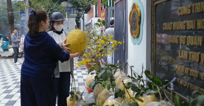 Bòng Kỳ Đà tiền triệu đắt khách hơn đào quất tại Hà Nội