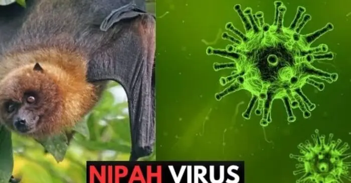 virus Nipah
