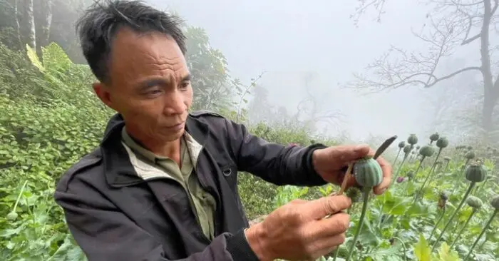 trồng cây thuốc phiện trái phép