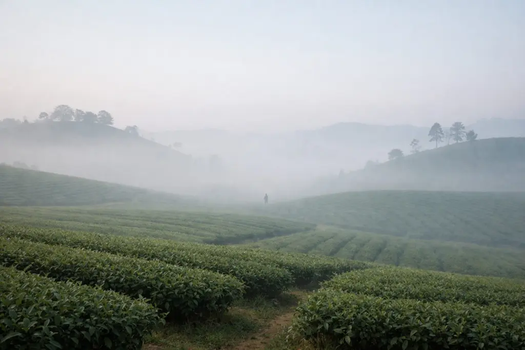 Người trồng trà trong không gian nương chè rộng