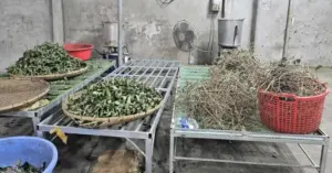 thần y ba đời