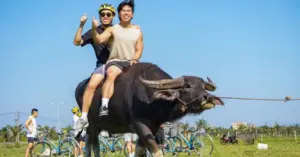 cưỡi trâu Hội An Đông