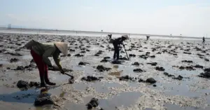 Tình trạng tận diệt sá sùng