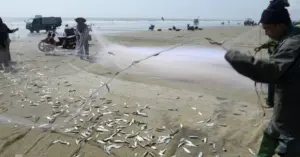 Ngư dân thu tiền triệu