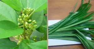 Thảo dược trị tiểu đường