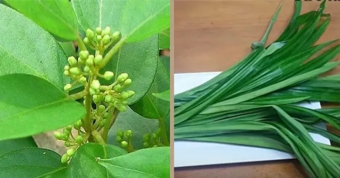 Thảo dược trị tiểu đường