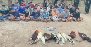 Đá gà gian lận công nghệ cao