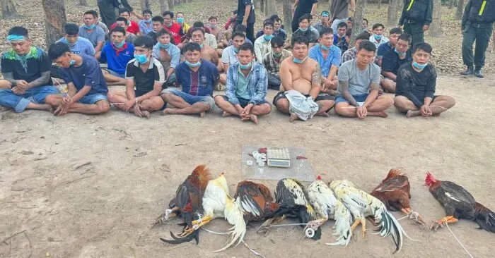 Đá gà gian lận công nghệ cao