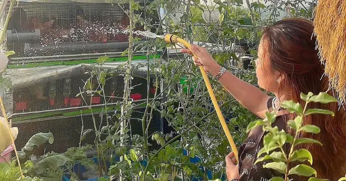 Nông trại sân thượng