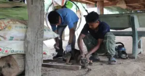 Chó nghi mắc bệnh dại cắn 6 người