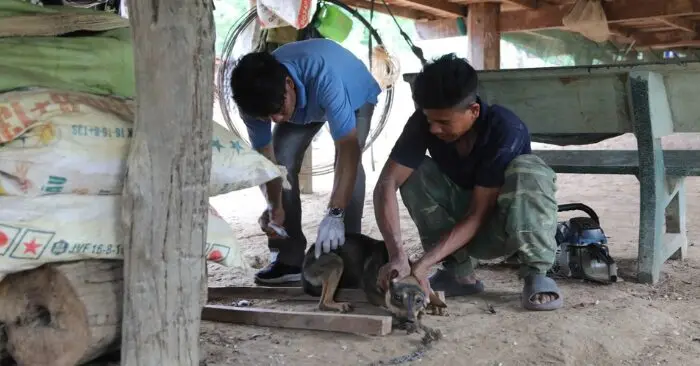Chó nghi mắc bệnh dại cắn 6 người