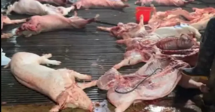Heo bệnh tuồn ra thị trường