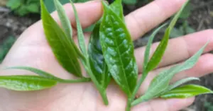 Trà xanh để qua đêm