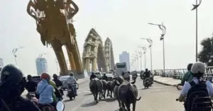 đàn trâu chạy rông