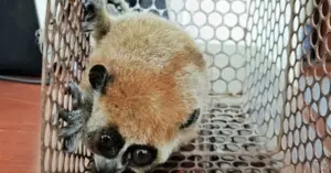 cá thể cu li quý hiếm
