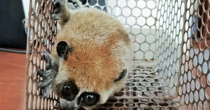 cá thể cu li quý hiếm