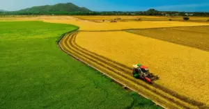 Cánh đồng lúa An Nhứt