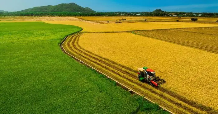 Cánh đồng lúa An Nhứt