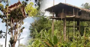 Bộ tộc Korowai