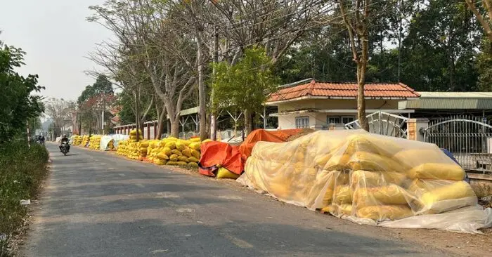 Giá lúa