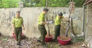 cây muội hồng Thanh Hóa