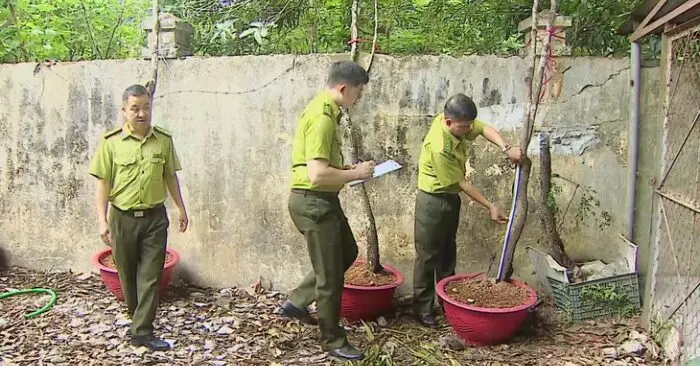 cây muội hồng Thanh Hóa