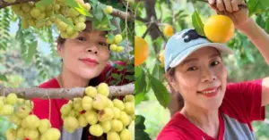 vườn cây Mỹ Lệ,