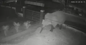 voi rừng phá hoa màu