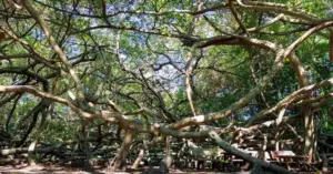Giàn Gừa