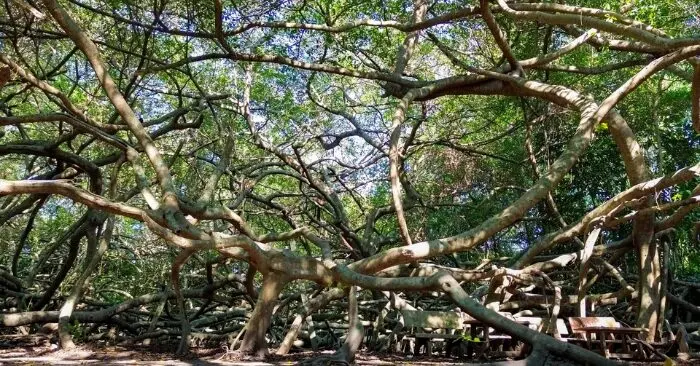 Giàn Gừa