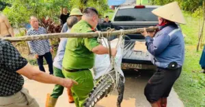 Cá sấu lớn