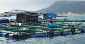 Cá bớp