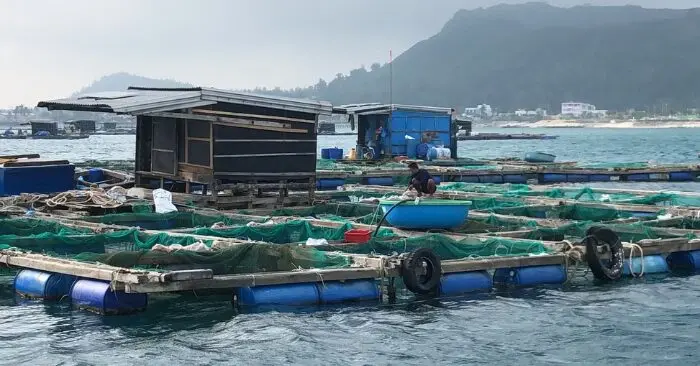 Cá bớp