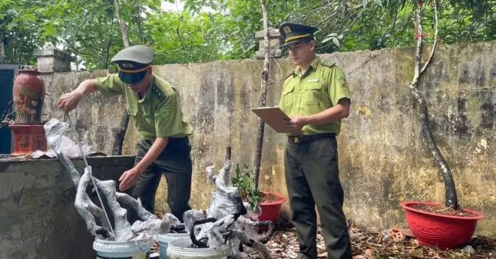 Cây muội hồng