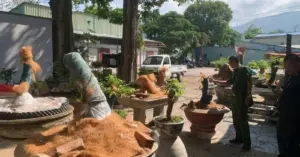 Trả lại gốc mai