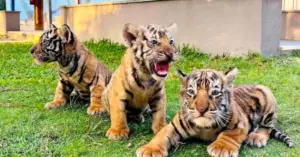 3 hổ con Gia Lai chào đời