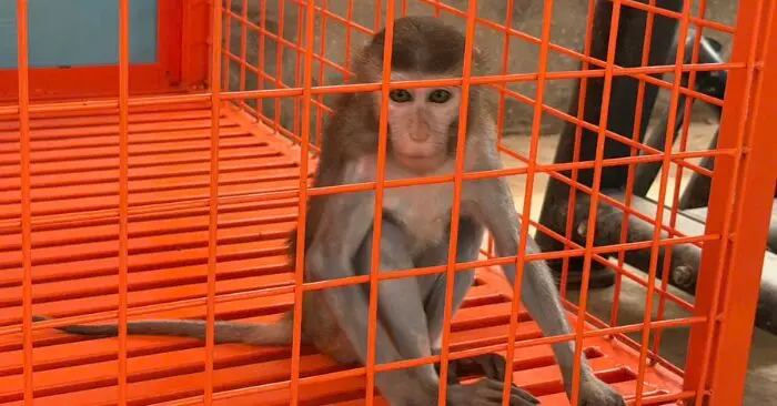 nuôi động vật hoang dã trái phép