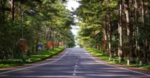 Dự án