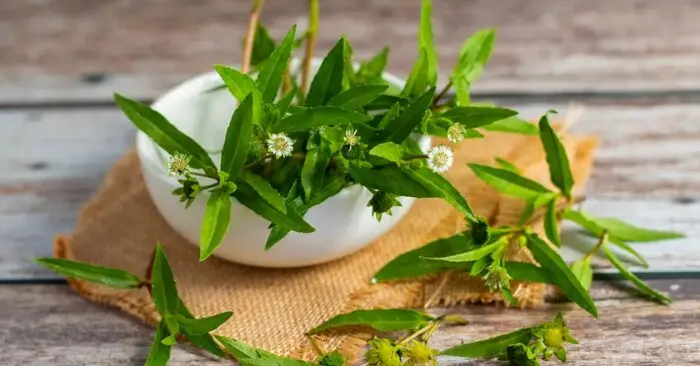 cỏ nhọ nồi trị rụng tóc