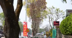Loạt cổ thụ