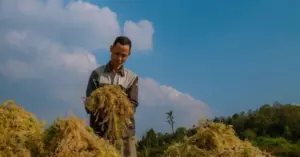 Anh Hùng trồng rêu