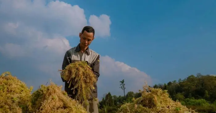 Anh Hùng trồng rêu