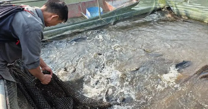 nuôi cá lồng