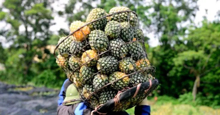 gùi dứa thuê