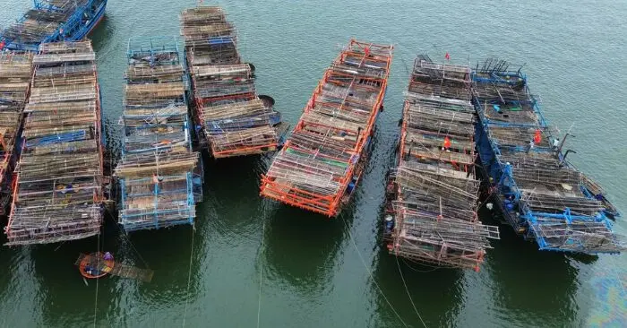 tàu câu mực