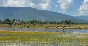 Đàn cò nhạn quý hiếm